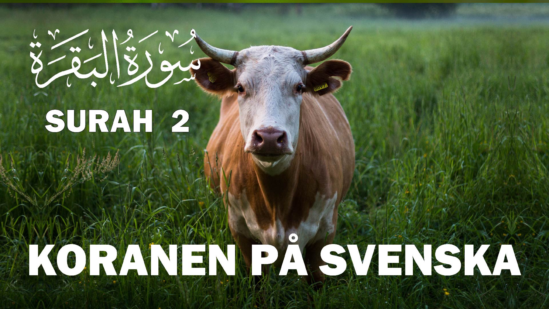 Koranen på svenska Kapitel 2 – Kon