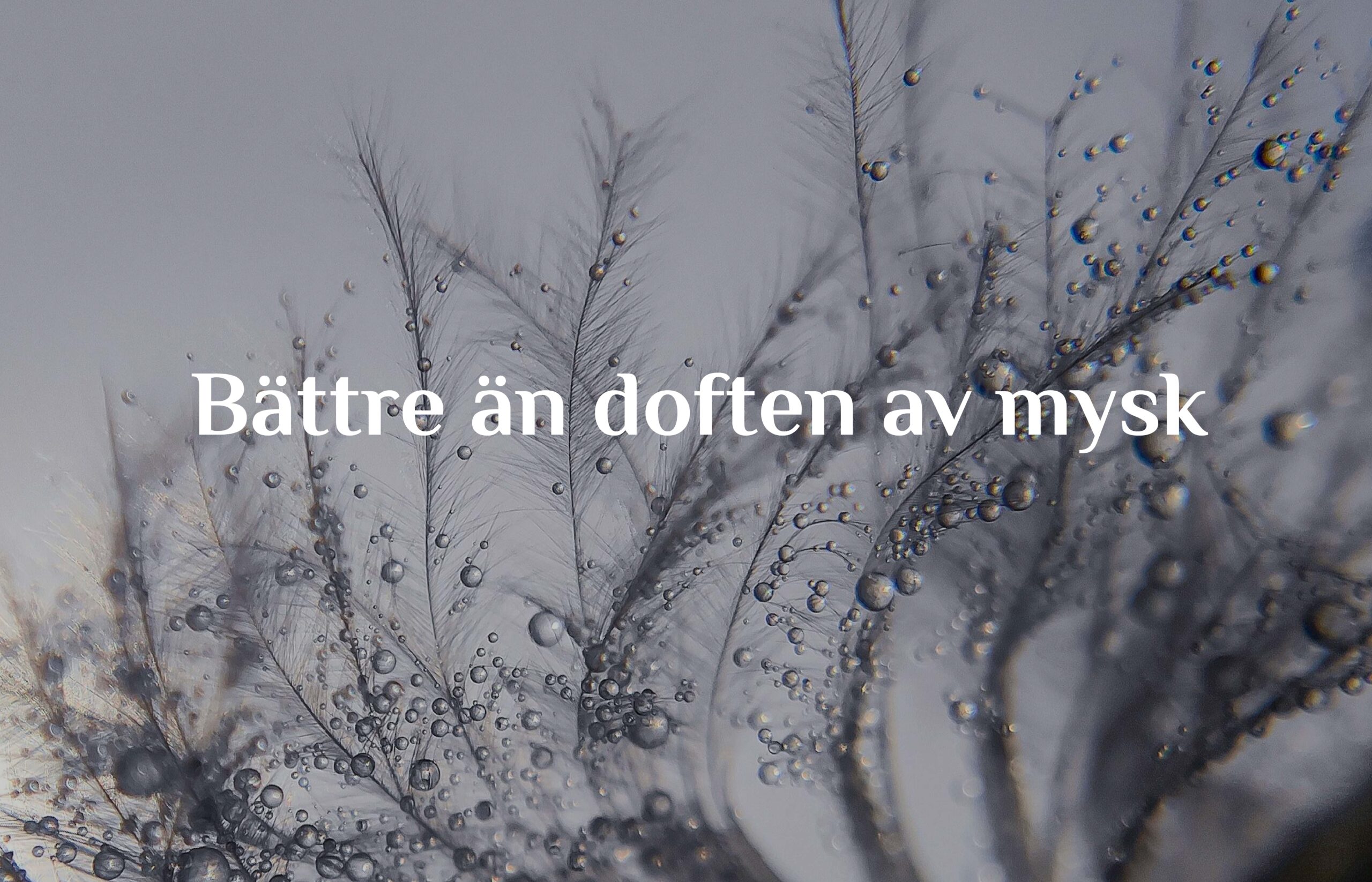 Bättre än doften av mysk