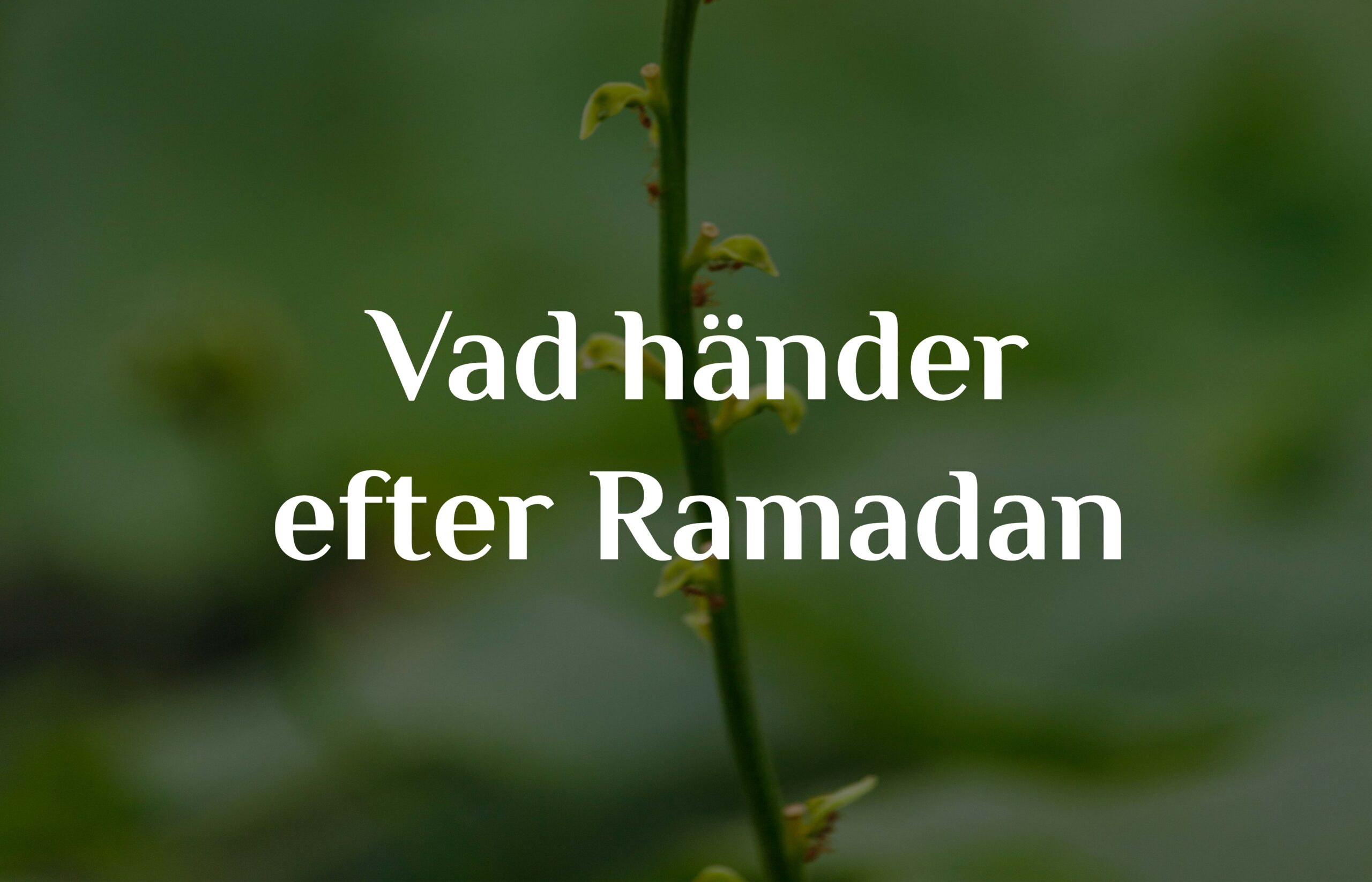 Vad händer efter Ramadan